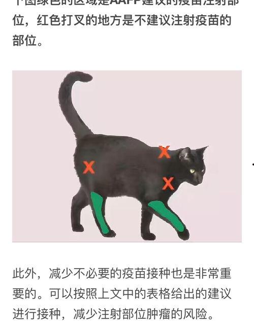 给猫咪打疫苗视频