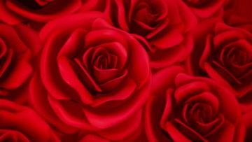 玫瑰视频下载,尽享玫瑰视频盛宴