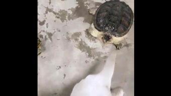 大鳄养视频,一场生态与经济的深度对话